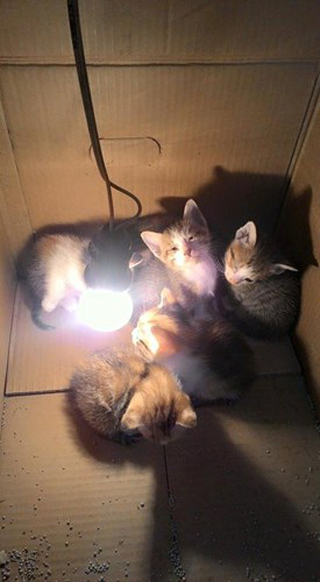 Cười rụng rốn với 1001 cách tránh rét cho thú cưng được dân mạng chia sẻ rầm rộ