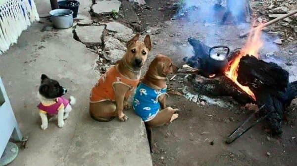 Cười rụng rốn với 1001 cách tránh rét cho thú cưng được dân mạng chia sẻ rầm rộ