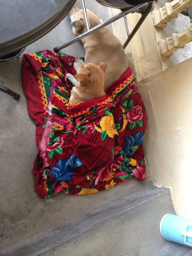 Cười rụng rốn với 1001 cách tránh rét cho thú cưng được dân mạng chia sẻ rầm rộ