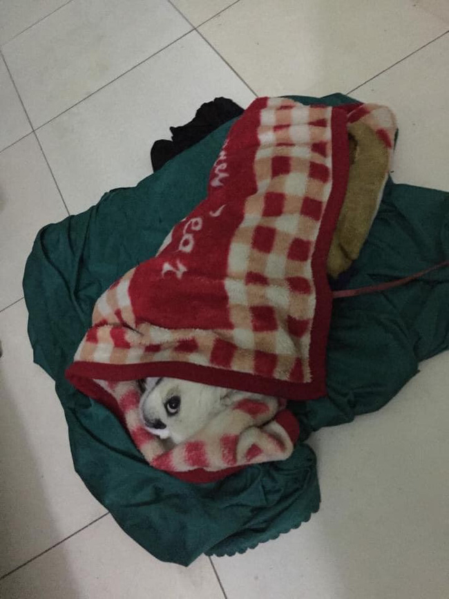 Cười rụng rốn với 1001 cách tránh rét cho thú cưng được dân mạng chia sẻ rầm rộ