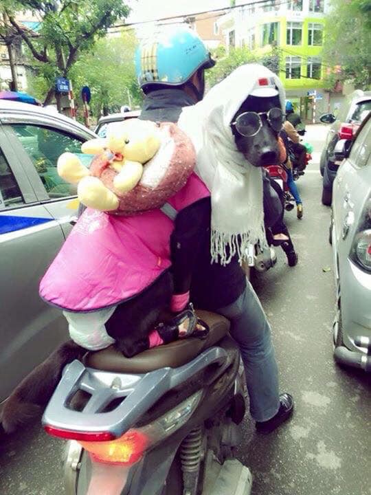 Cười rụng rốn với 1001 cách tránh rét cho thú cưng được dân mạng chia sẻ rầm rộ