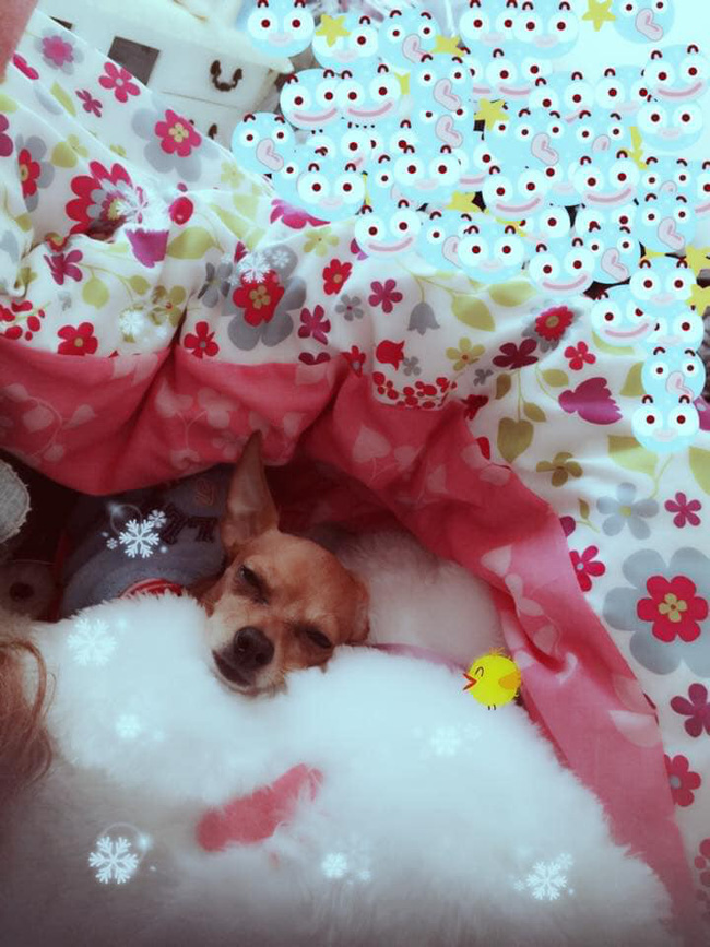 Cười rụng rốn với 1001 cách tránh rét cho thú cưng được dân mạng chia sẻ rầm rộ