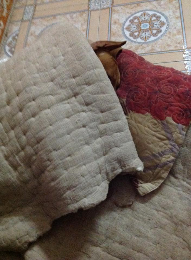 Cười rụng rốn với 1001 cách tránh rét cho thú cưng được dân mạng chia sẻ rầm rộ