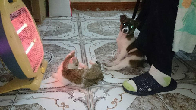 Cười rụng rốn với 1001 cách tránh rét cho thú cưng được dân mạng chia sẻ rầm rộ