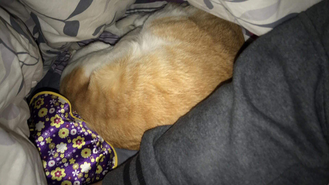 Cười rụng rốn với 1001 cách tránh rét cho thú cưng được dân mạng chia sẻ rầm rộ