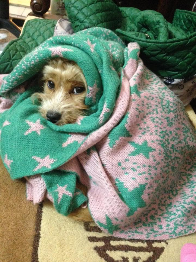 Cười rụng rốn với 1001 cách tránh rét cho thú cưng được dân mạng chia sẻ rầm rộ