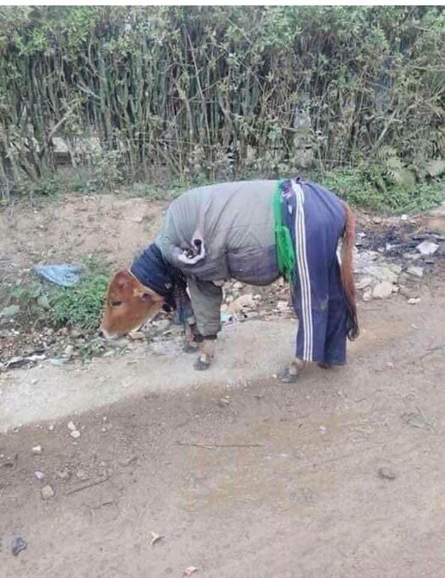 Cười rụng rốn với 1001 cách tránh rét cho thú cưng được dân mạng chia sẻ rầm rộ