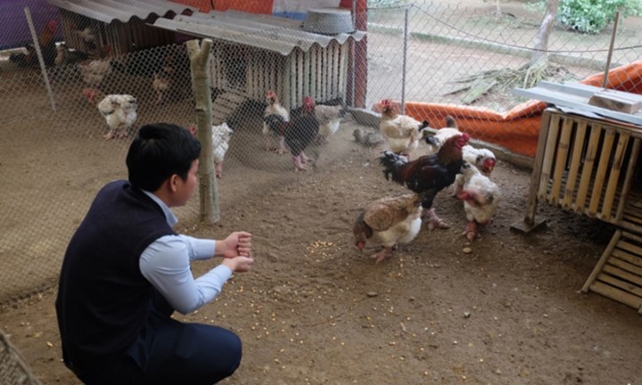 Thực hư chuyện gà Đông Tảo giá vài chục triệu đồng/con làm quà Tết