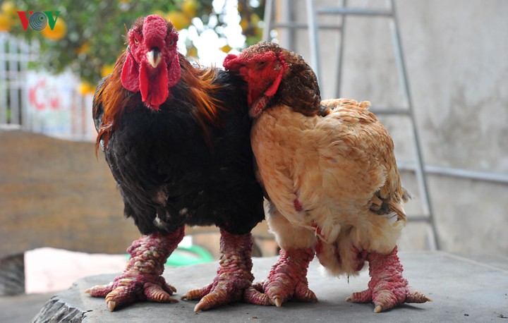 Thực hư chuyện gà Đông Tảo giá vài chục triệu đồng/con làm quà Tết
