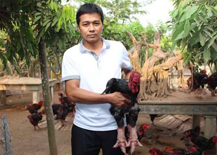 Thực hư chuyện gà Đông Tảo giá vài chục triệu đồng/con làm quà Tết