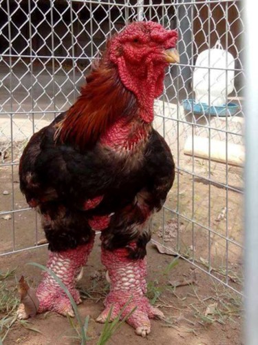 Thực hư chuyện gà Đông Tảo giá vài chục triệu đồng/con làm quà Tết