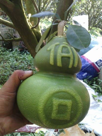 Bưởi thỏi vàng, hồ lô chưa Tết đã cháy hàng