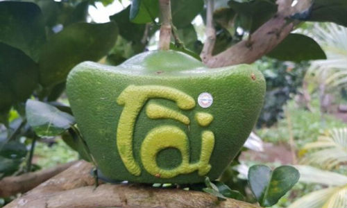 Bưởi thỏi vàng, hồ lô chưa Tết đã cháy hàng