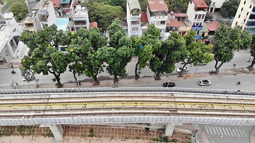 500 cây xà cừ hàng chục năm tuổi trước ngày chặt hạ