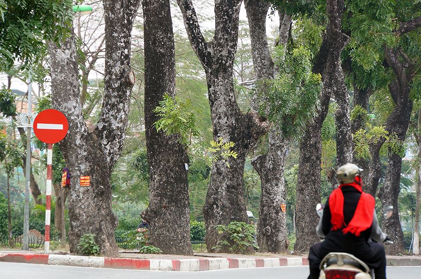 500 cây xà cừ hàng chục năm tuổi trước ngày chặt hạ