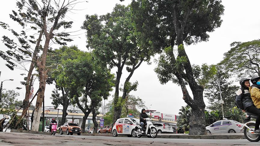 500 cây xà cừ hàng chục năm tuổi trước ngày chặt hạ