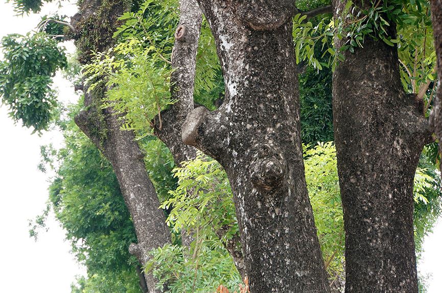 500 cây xà cừ hàng chục năm tuổi trước ngày chặt hạ