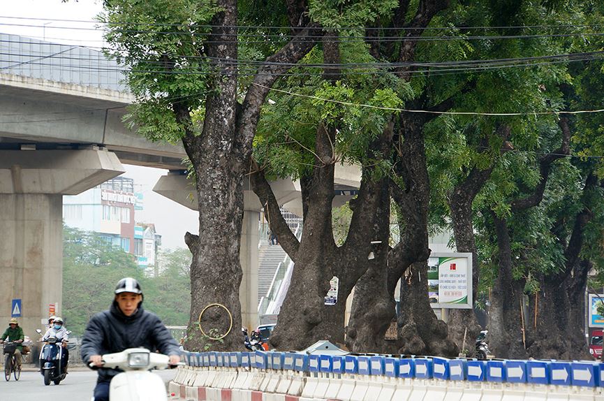 500 cây xà cừ hàng chục năm tuổi trước ngày chặt hạ