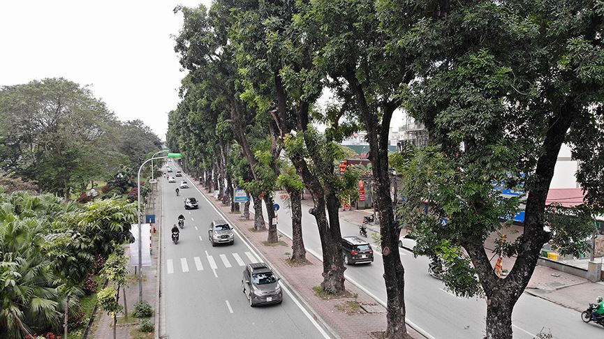 500 cây xà cừ hàng chục năm tuổi trước ngày chặt hạ