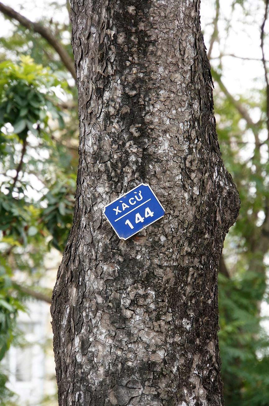 500 cây xà cừ hàng chục năm tuổi trước ngày chặt hạ