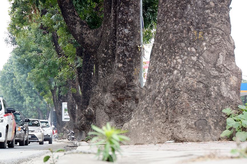 500 cây xà cừ hàng chục năm tuổi trước ngày chặt hạ