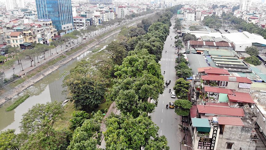 500 cây xà cừ hàng chục năm tuổi trước ngày chặt hạ