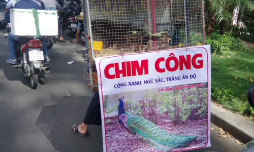 Chim công 50 triệu đồng bán dạo ở Sài Gòn