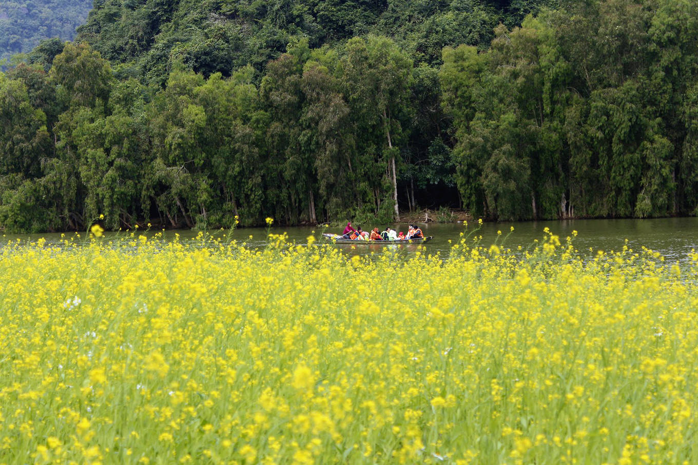 Video ảnh: Cánh đồng hoa cải vàng 10.000 m2 nở rộ ở Ninh Bình