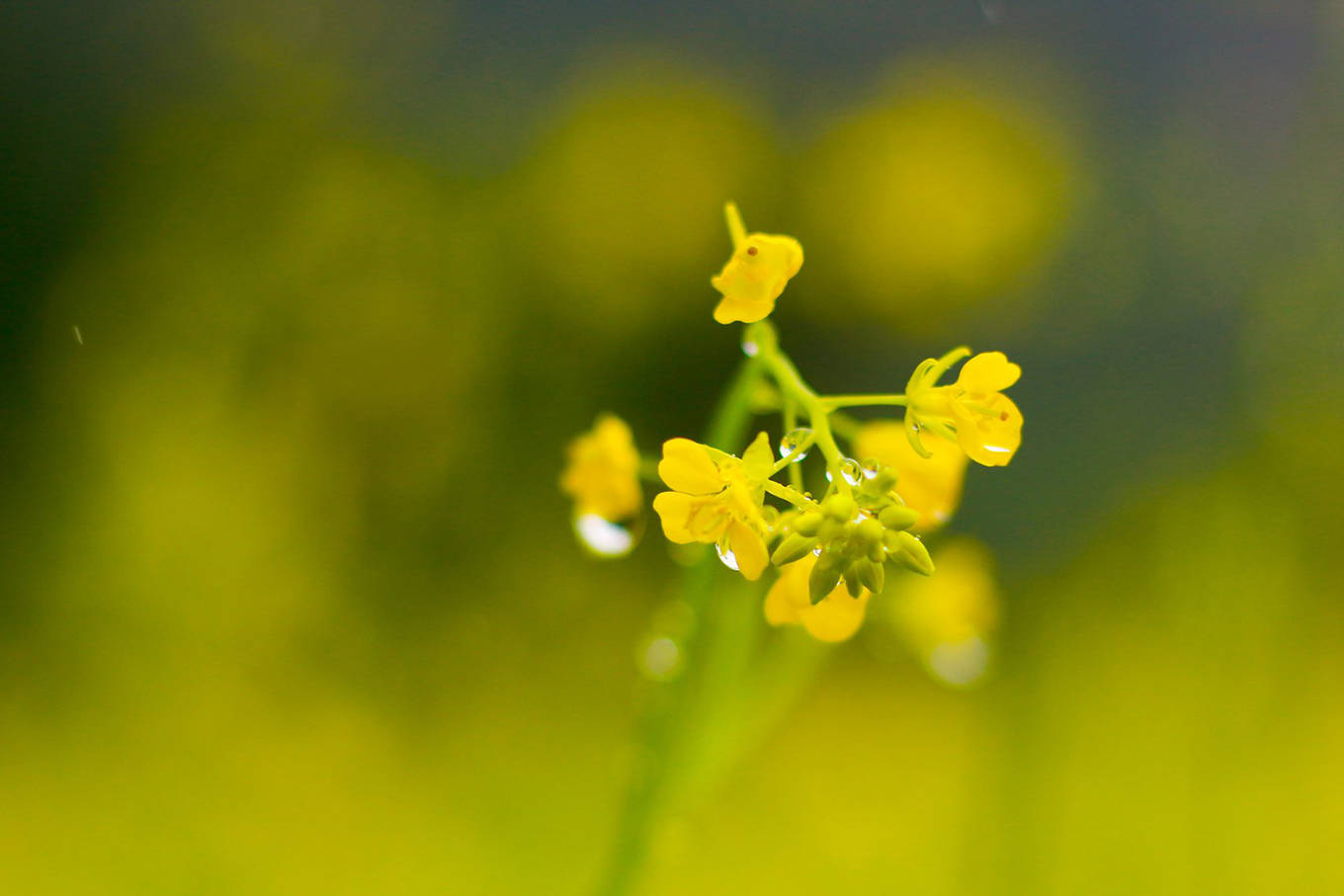 Video ảnh: Cánh đồng hoa cải vàng 10.000 m2 nở rộ ở Ninh Bình