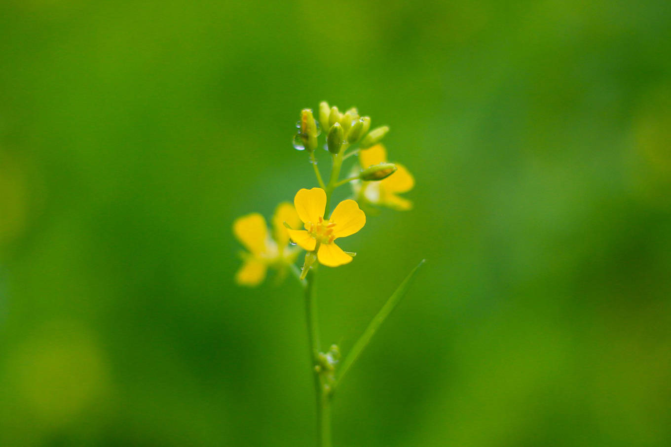 Video ảnh: Cánh đồng hoa cải vàng 10.000 m2 nở rộ ở Ninh Bình