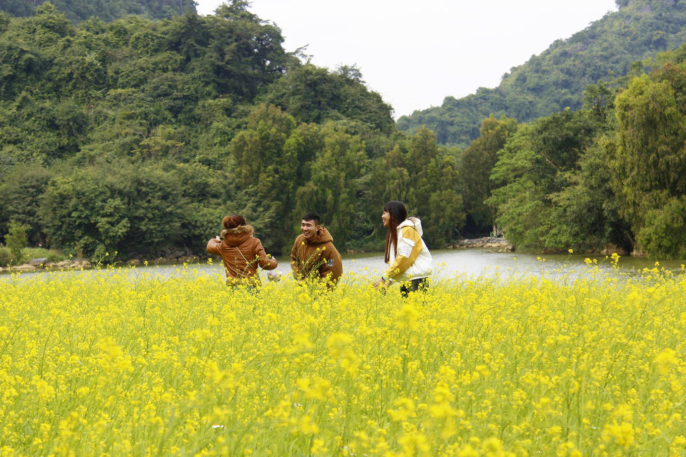 Video ảnh: Cánh đồng hoa cải vàng 10.000 m2 nở rộ ở Ninh Bình