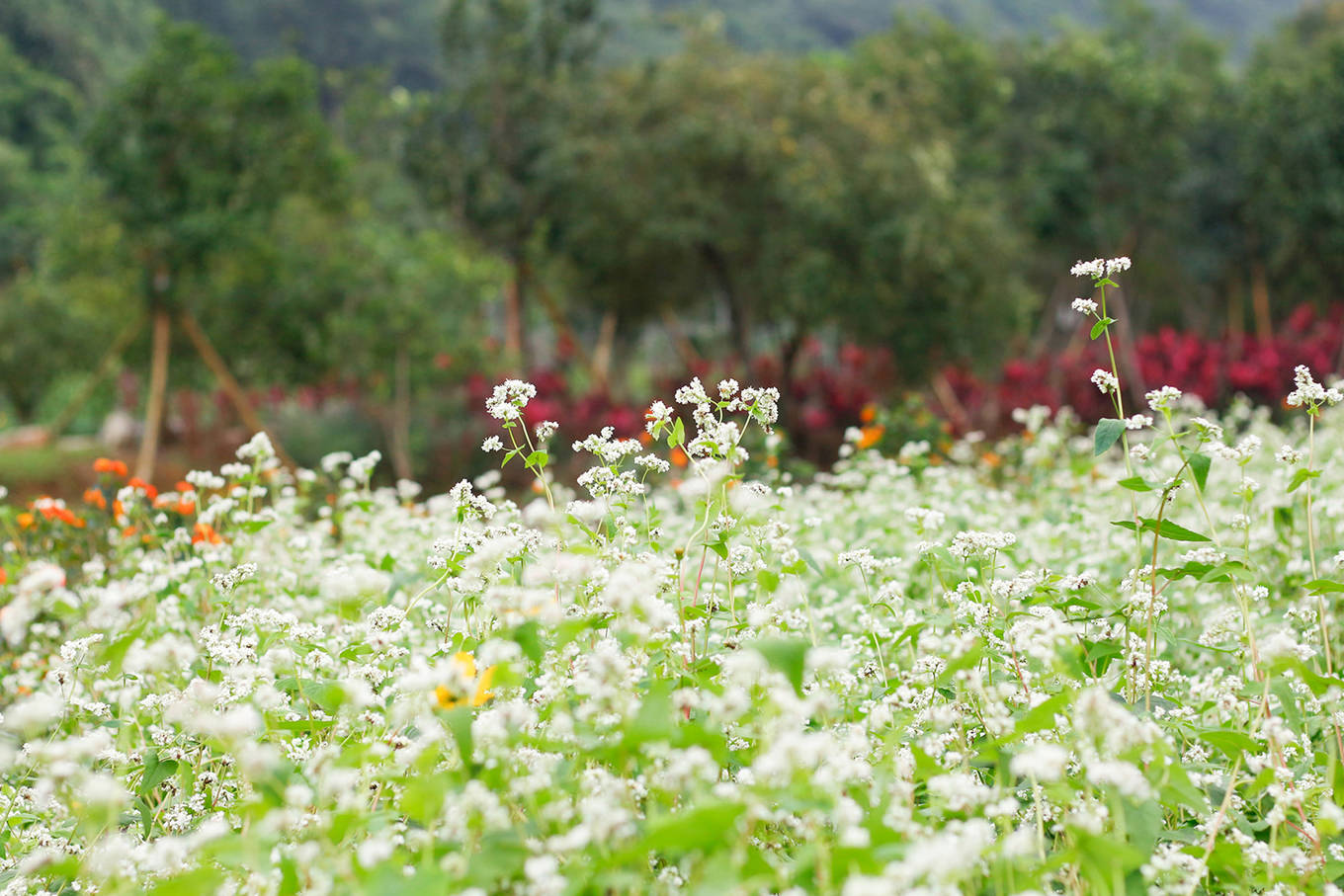 Video ảnh: Cánh đồng hoa cải vàng 10.000 m2 nở rộ ở Ninh Bình