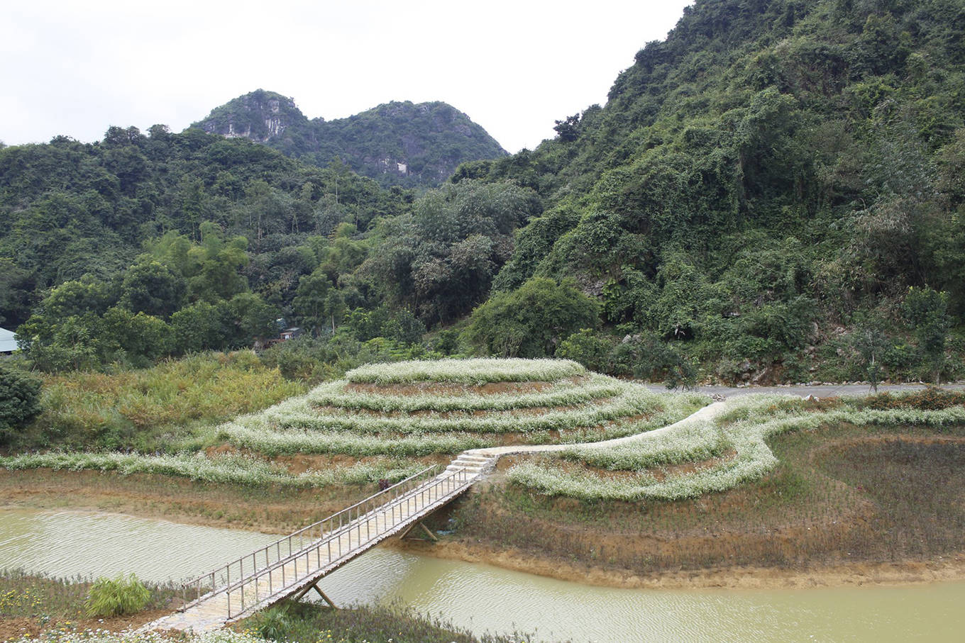Video ảnh: Cánh đồng hoa cải vàng 10.000 m2 nở rộ ở Ninh Bình