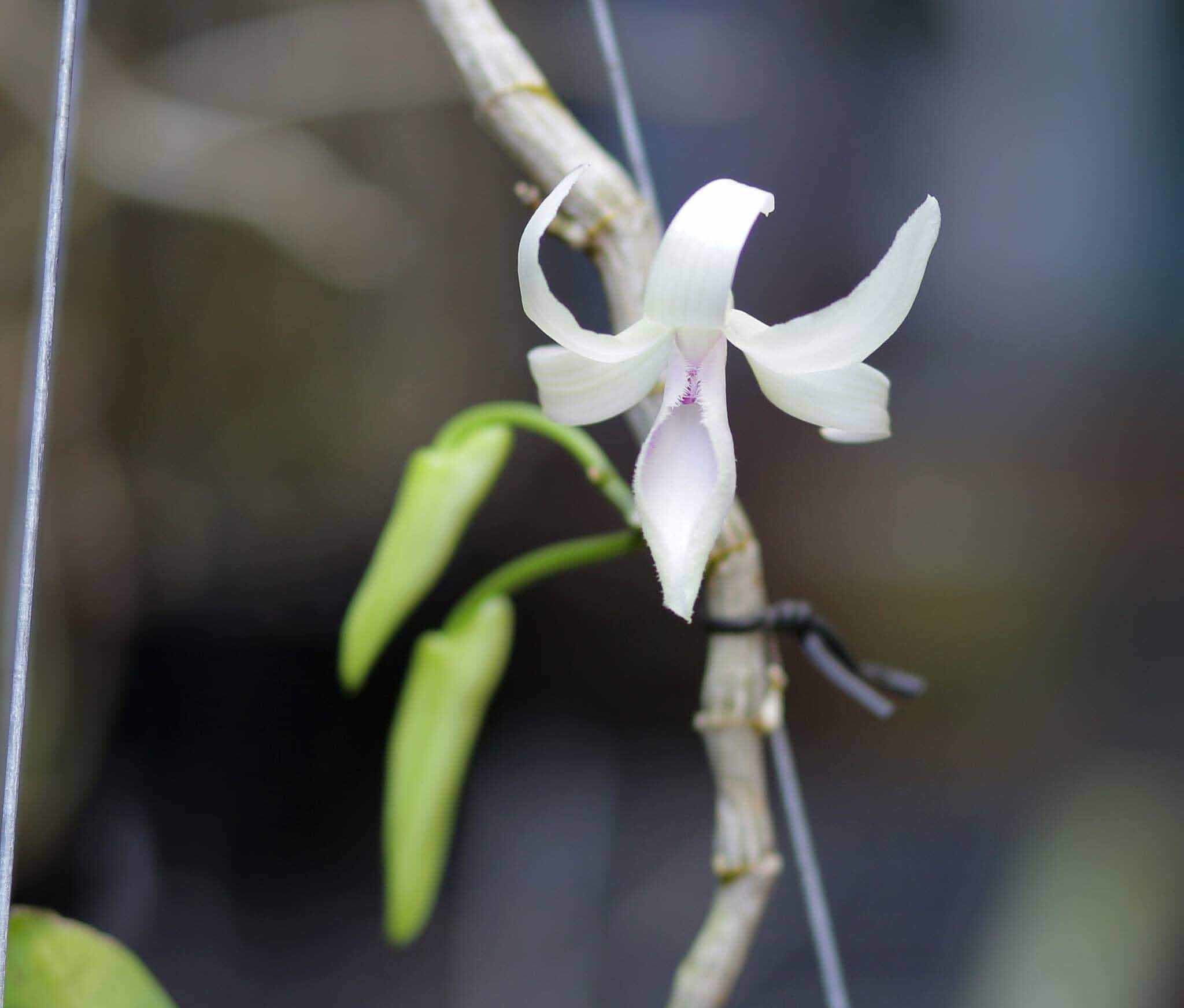 Giò lan giã hạc 3 cọng nở 1 bông hoa bán giá 1,1 tỷ