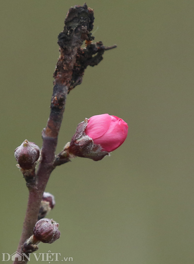 ẢNH: Đào nở sớm những ngày đầu năm mới ở làng hoa Nhật Tân