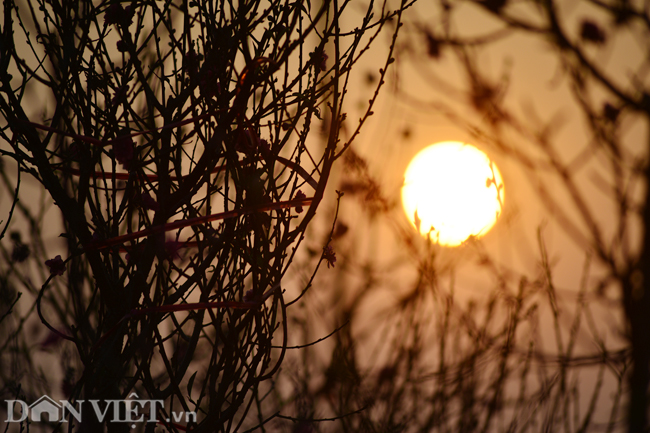 ẢNH: Đào nở sớm những ngày đầu năm mới ở làng hoa Nhật Tân