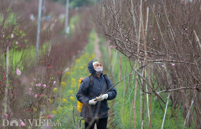 ẢNH: Đào nở sớm những ngày đầu năm mới ở làng hoa Nhật Tân