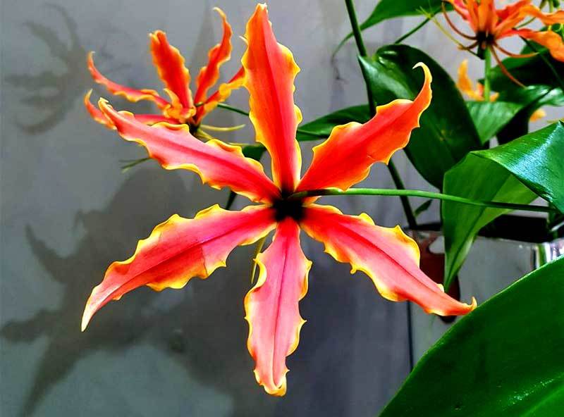 Loài hoa đỏ rực lửa từ Nhật đốt túi tiền khách dịp Tết