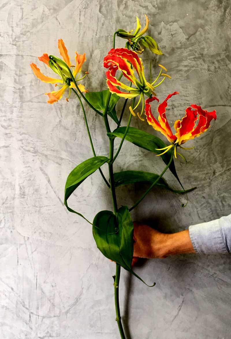 Loài hoa đỏ rực lửa từ Nhật đốt túi tiền khách dịp Tết