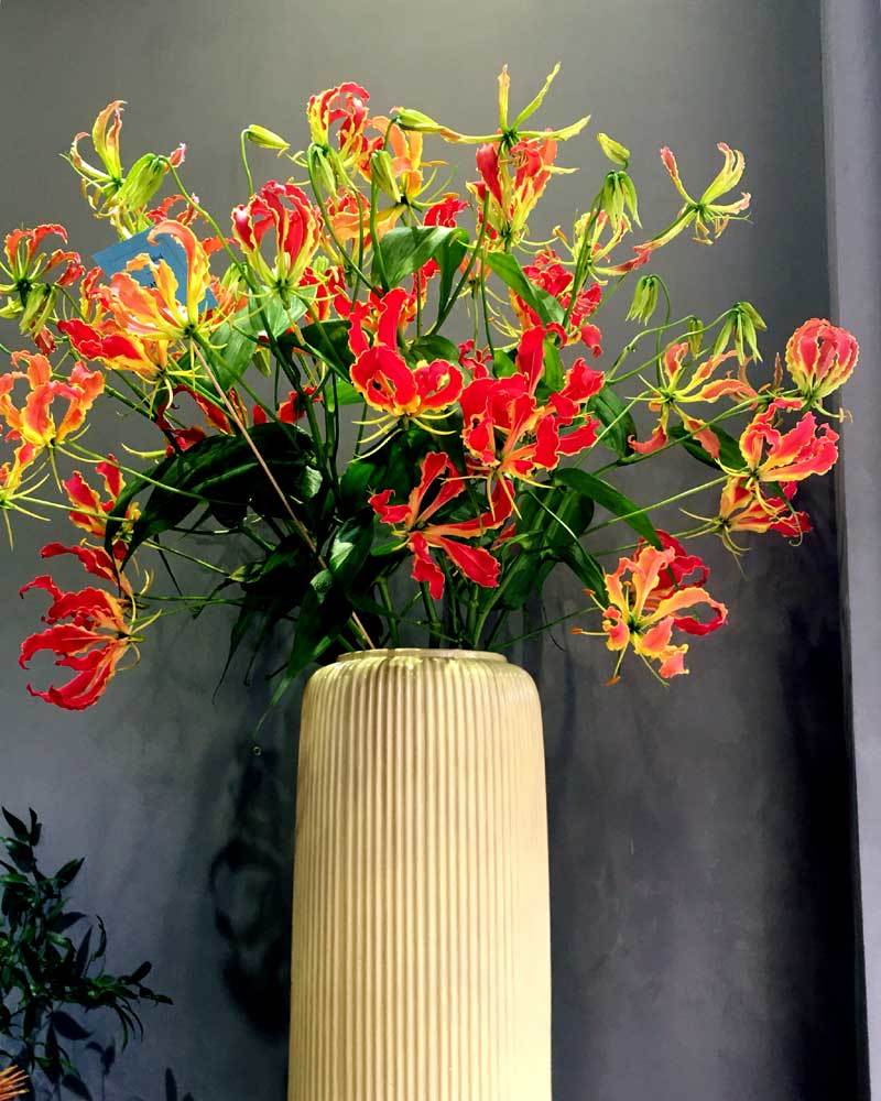 Loài hoa đỏ rực lửa từ Nhật đốt túi tiền khách dịp Tết