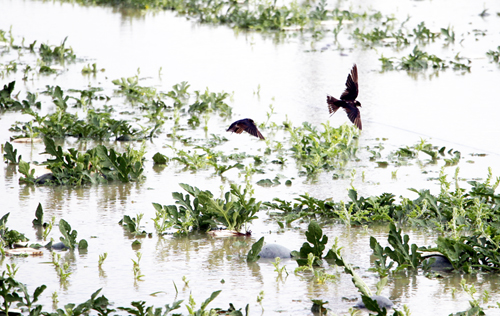 Gần 70 hecta dưa hấu bán Tết chìm trong nước sau bão Pabuk