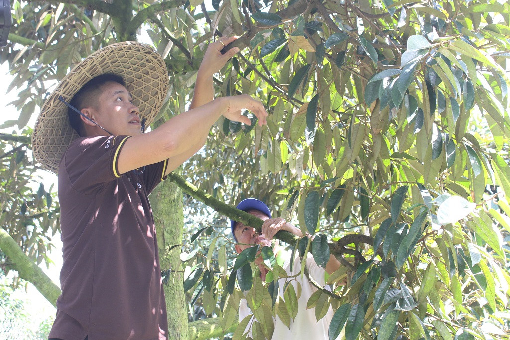 Sầu riêng 200.000 đồng/kg hoặc buffet 299.000 đồng/ người ở Sài Gòn