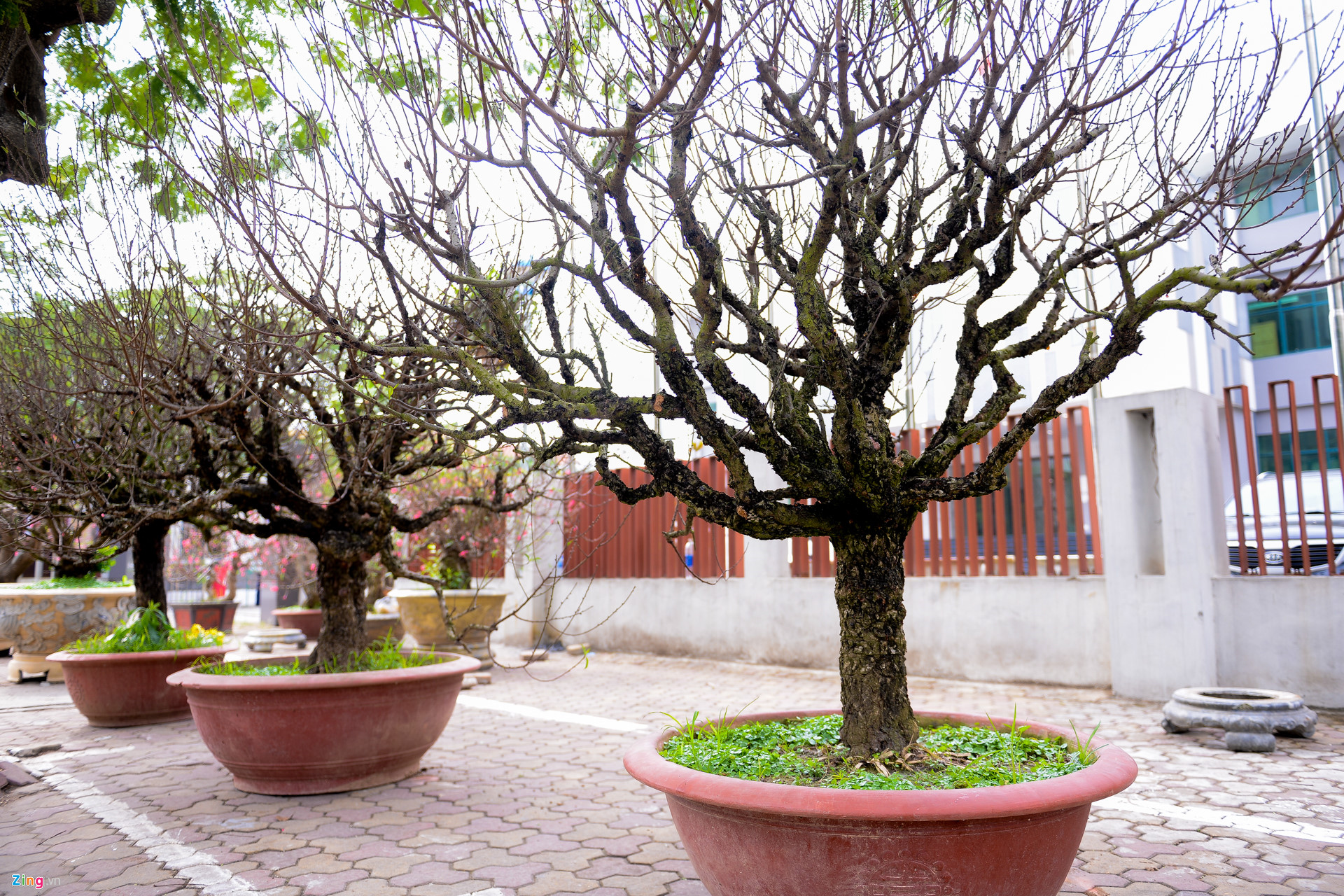 Video ảnh: Đào sớm xuống phố với giá thuê hàng chục triệu đồng