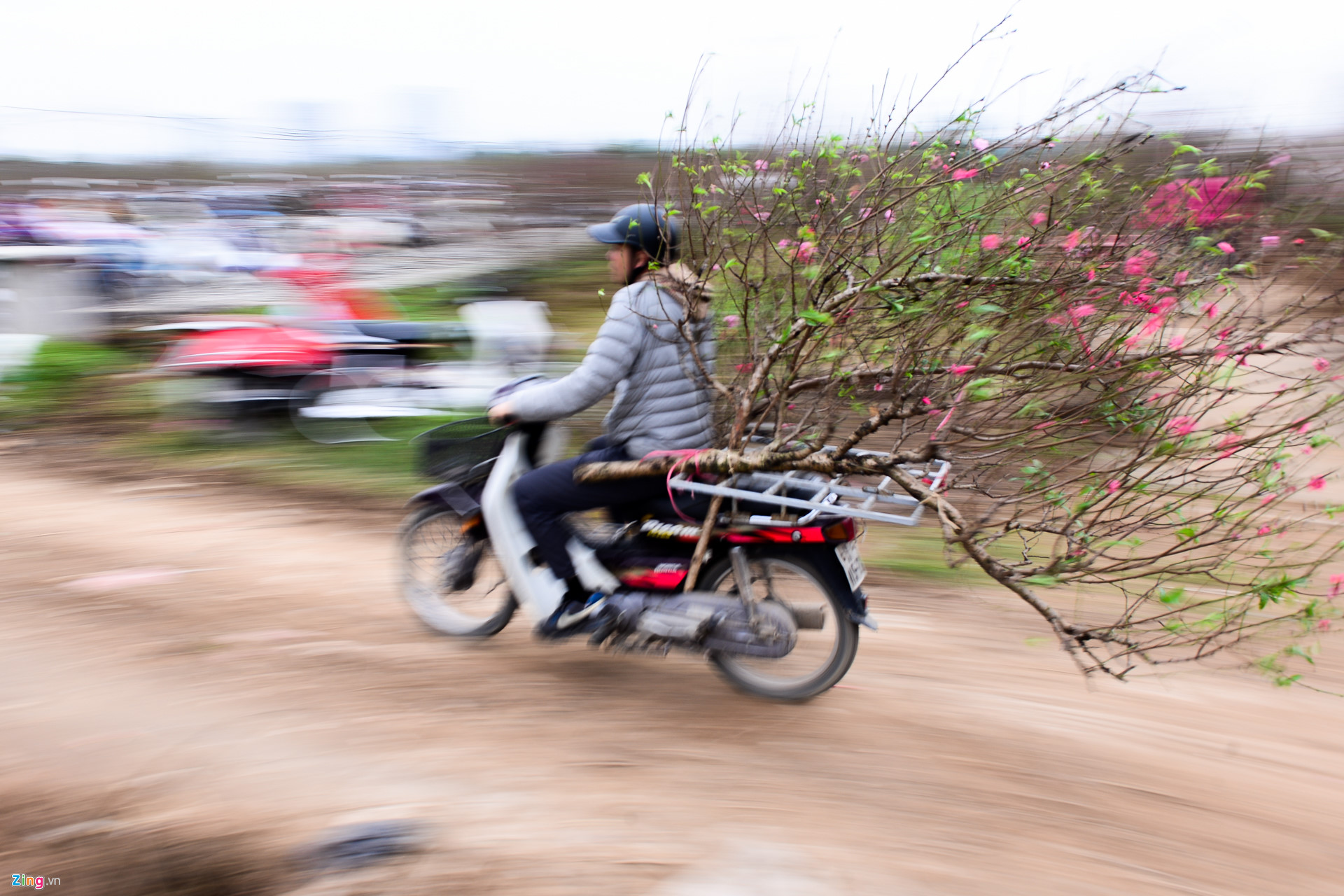 Video ảnh: Đào sớm xuống phố với giá thuê hàng chục triệu đồng