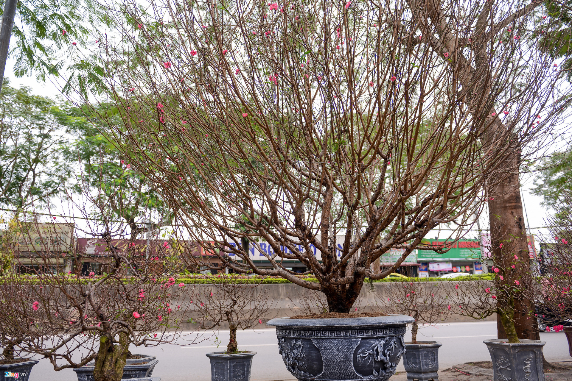 Video ảnh: Đào sớm xuống phố với giá thuê hàng chục triệu đồng