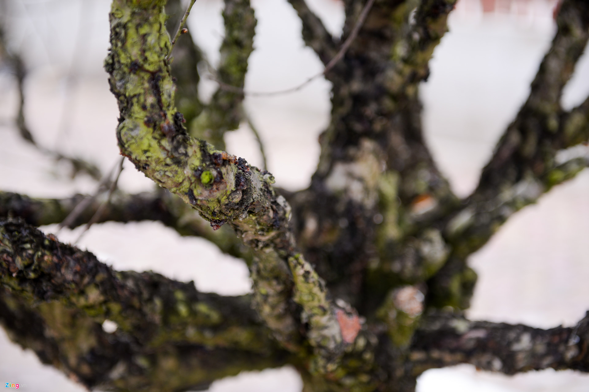 Video ảnh: Đào sớm xuống phố với giá thuê hàng chục triệu đồng