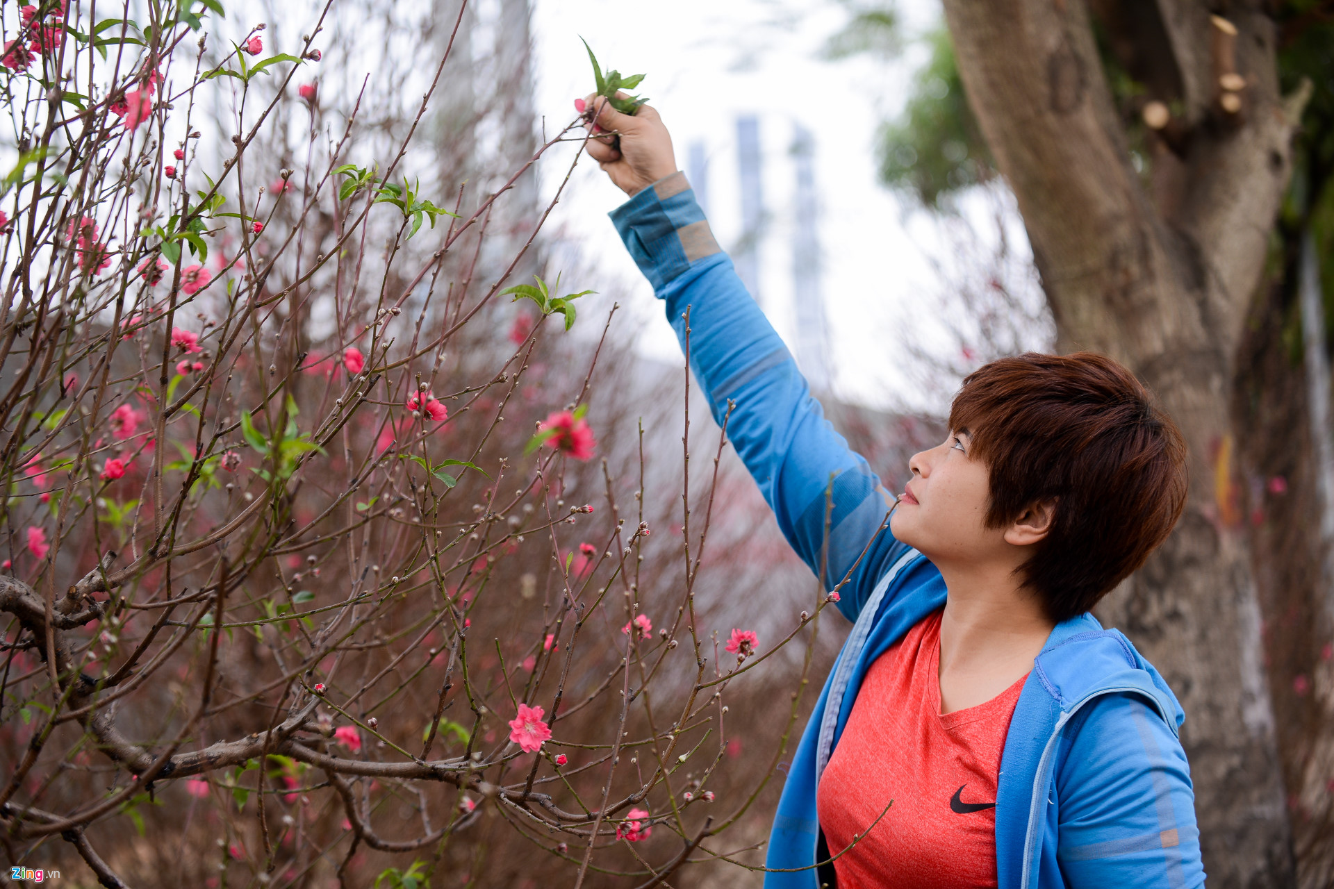 Video ảnh: Đào sớm xuống phố với giá thuê hàng chục triệu đồng