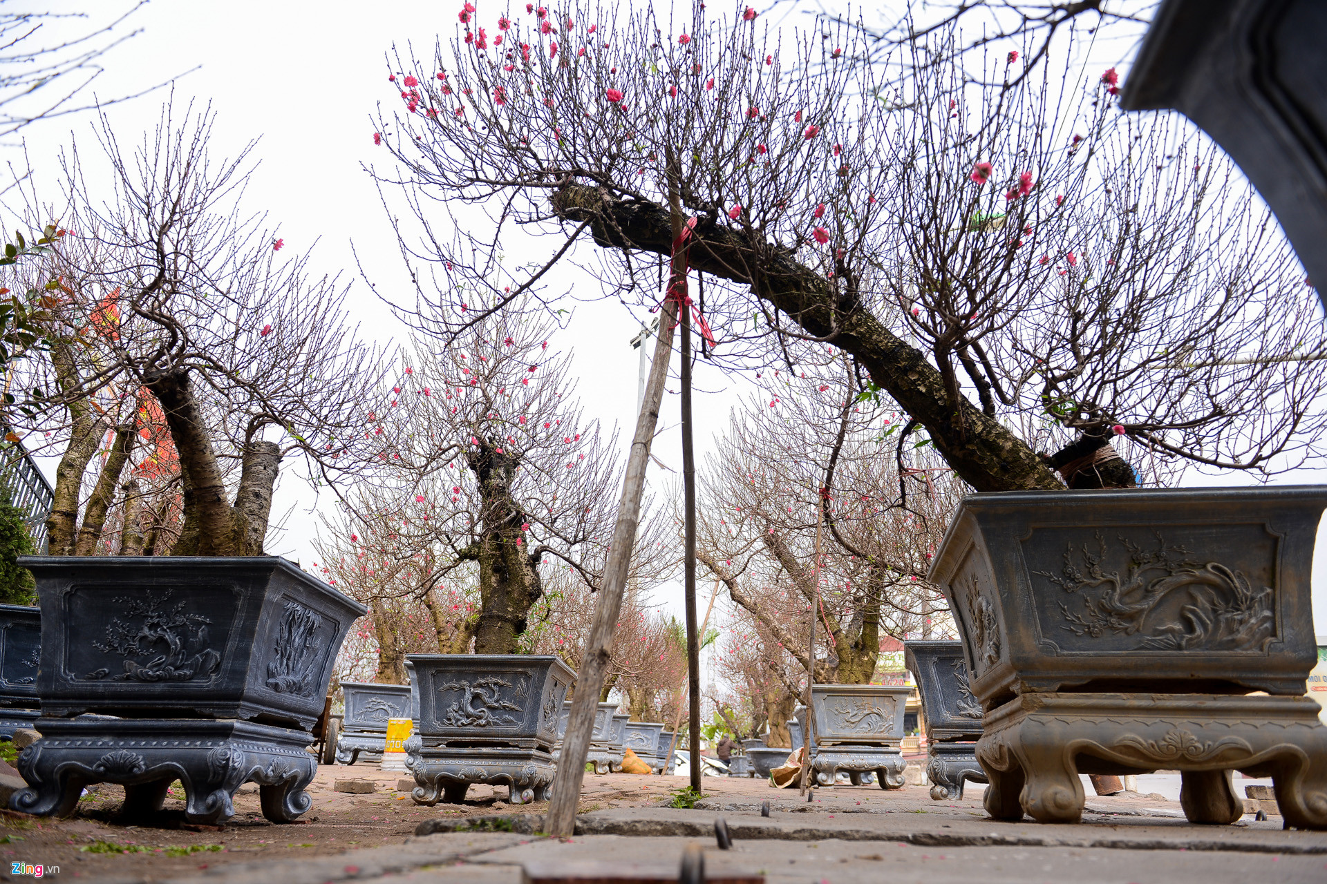 Video ảnh: Đào sớm xuống phố với giá thuê hàng chục triệu đồng