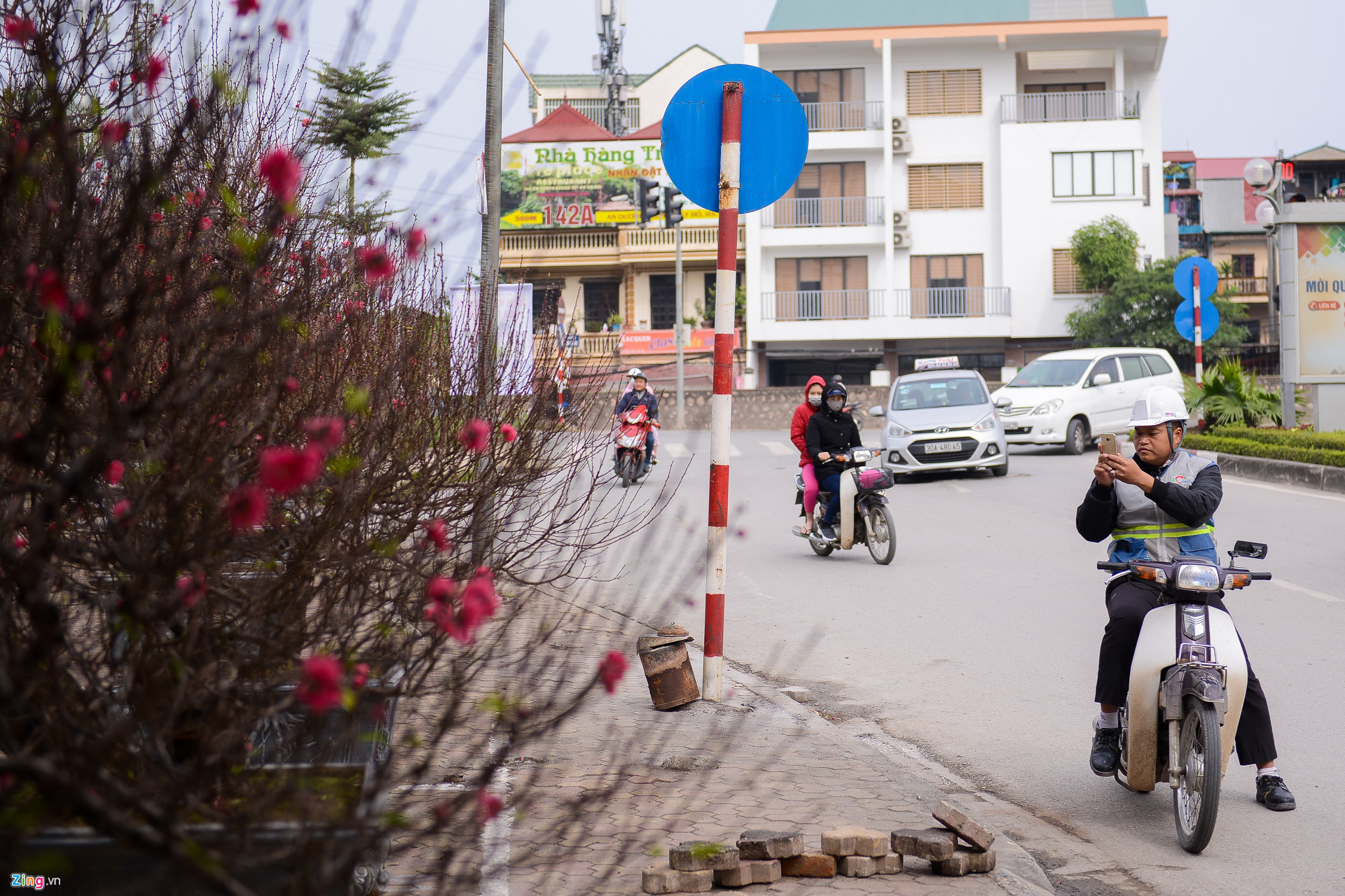 Video ảnh: Đào sớm xuống phố với giá thuê hàng chục triệu đồng