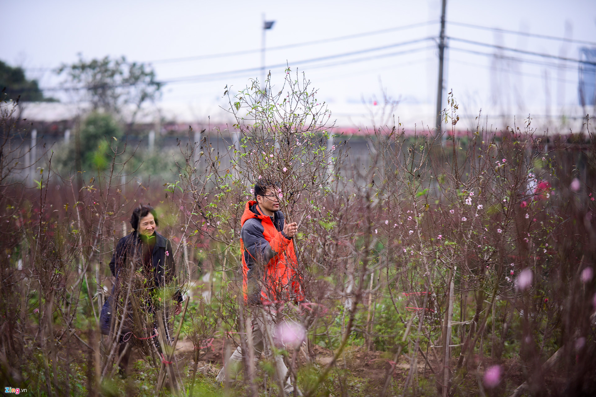 Video ảnh: Đào sớm xuống phố với giá thuê hàng chục triệu đồng